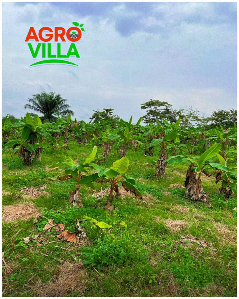 gp farm villa pics 01