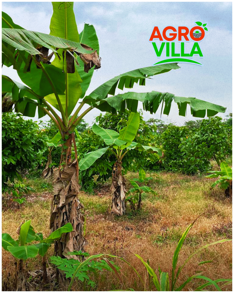 gp farm villa pics 06