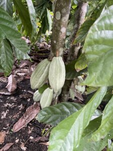 whatsapp image 2025 10 07 at 10.33.41 d5de7f8c