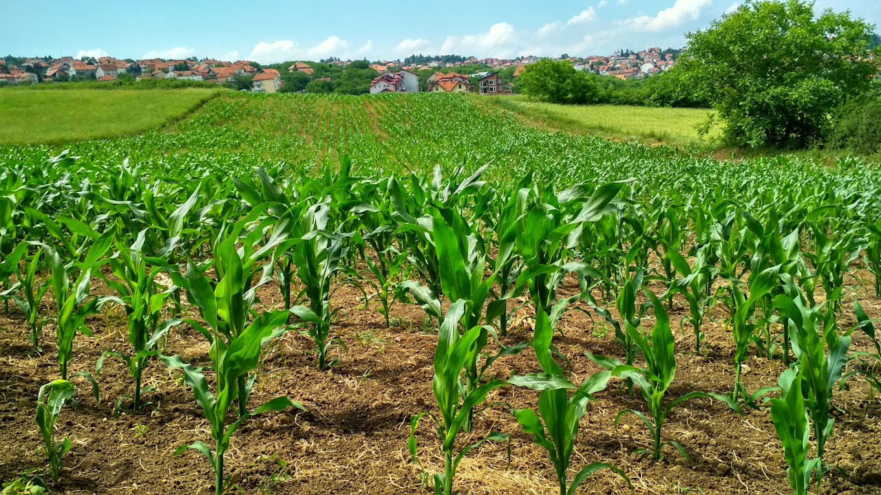 services-04 Vibrant cornfield in Beograd, Serbia, showcasing lush growth and suburban background.